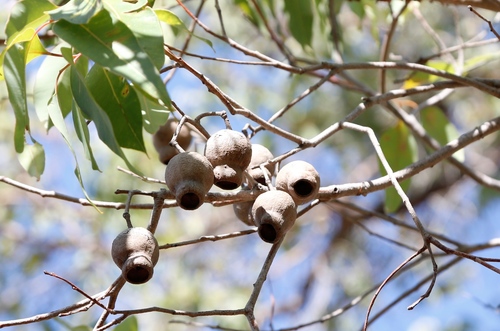 Corymbia calophylla