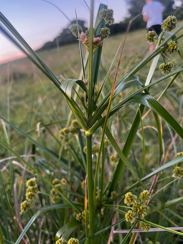 Deep-Rooted Sedge (Cyperus entrerianus)