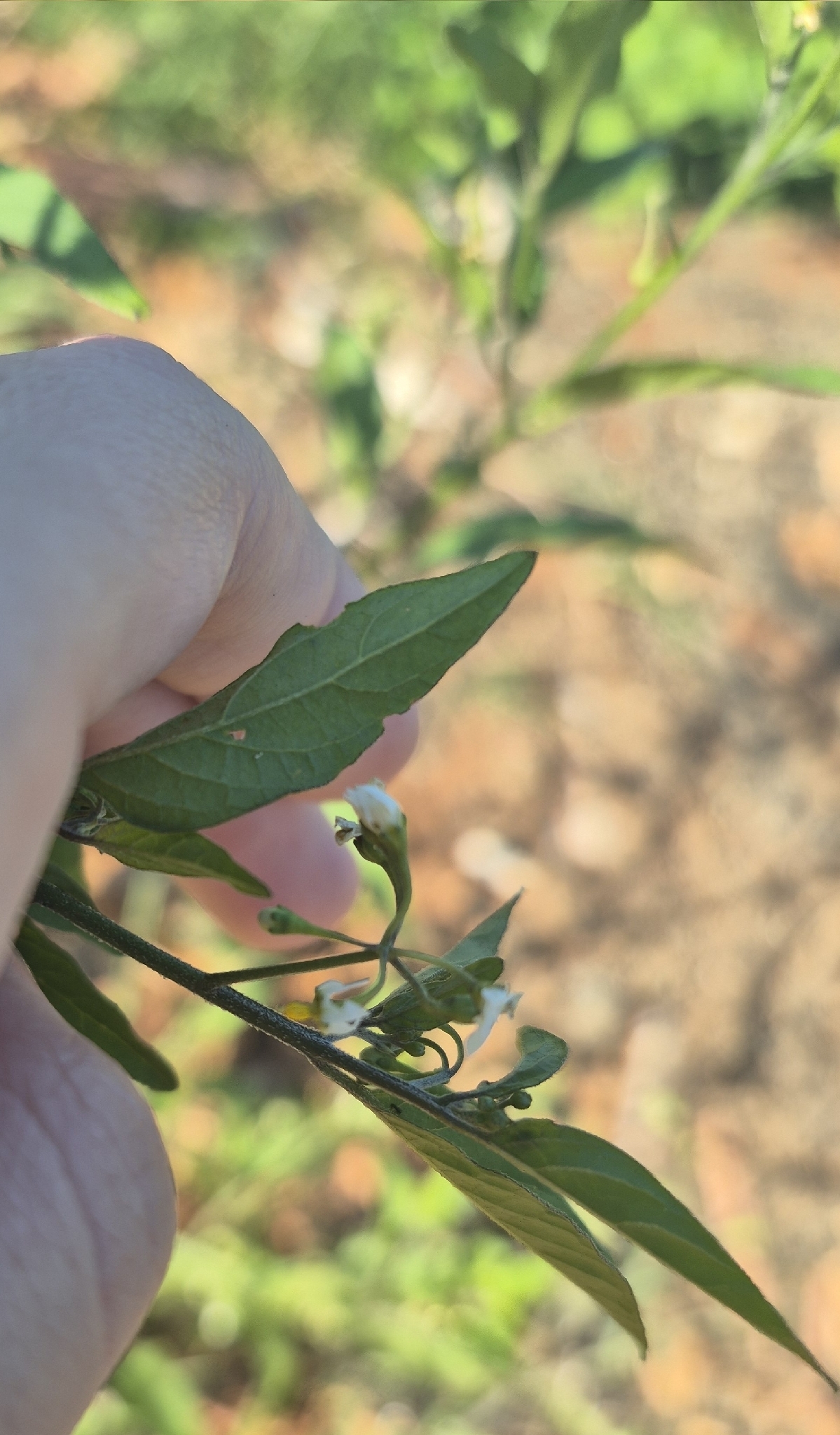 Solanum americanum