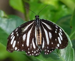 Danaus melanippus edmondii