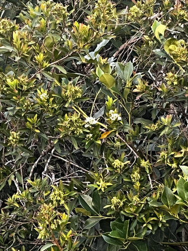 Escallonia bifida, photograph 6