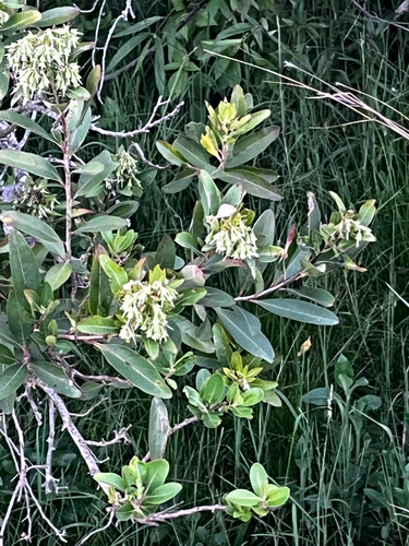 Escallonia bifida, photograph 5