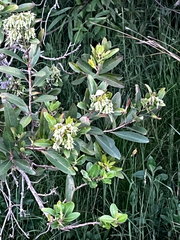 Escallonia bifida, photograph (c) Catriona Hays Howson, some rights reserved (CC BY)