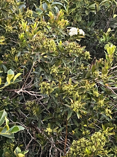 Escallonia bifida, photograph 4