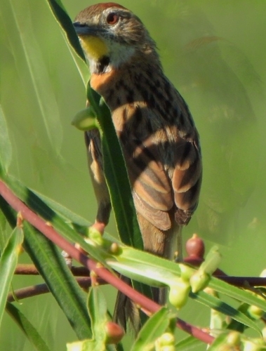 Chotoy Spinetail (Schoeniophylax phryganophilus)