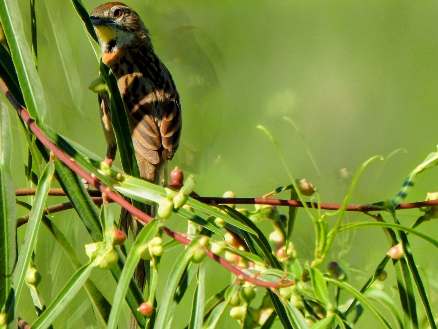 Chotoy Spinetail (Schoeniophylax phryganophilus), photo 2