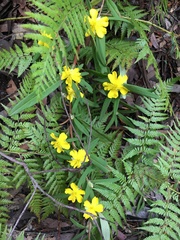 Hibbertia saligna