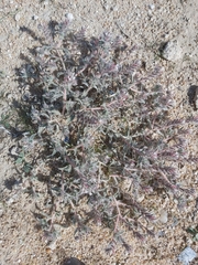 Moltkiopsis ciliata