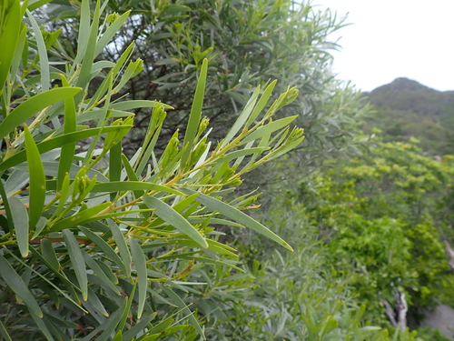 Slender Wattle (Acacia leptostachya)