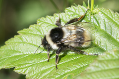 Bombus sichelii