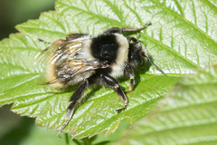 Bombus sichelii