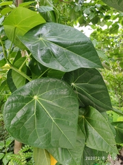 Hernandia nymphaeifolia