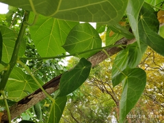 Hernandia nymphaeifolia