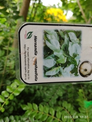 Hernandia nymphaeifolia