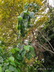 Hernandia nymphaeifolia