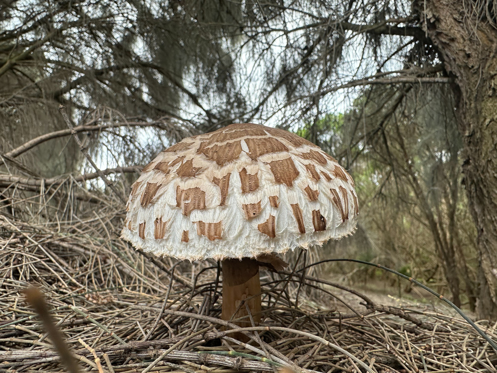 Chlorophyllum brunneum · November 2025 · photo: © rlawrenz (iNaturalist, cc-by)