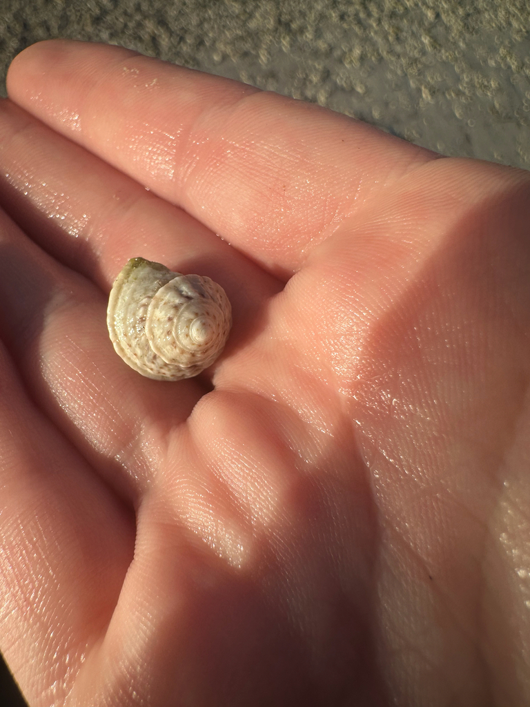 Button Snail from Coco Plum Dr, Marathon, FL, US on January 24, 2026 at ...