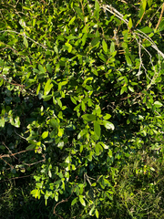 Daphnopsis racemosa, photograph (c) Catriona Hays Howson, some rights reserved (CC BY)