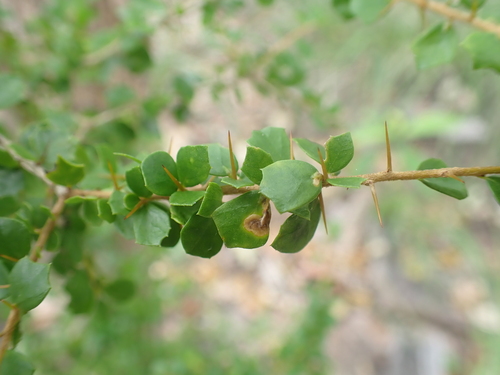 Wallaby Apple (Pittosporum spinescens)