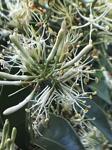 Tripodanthus acutifolius, photograph 5