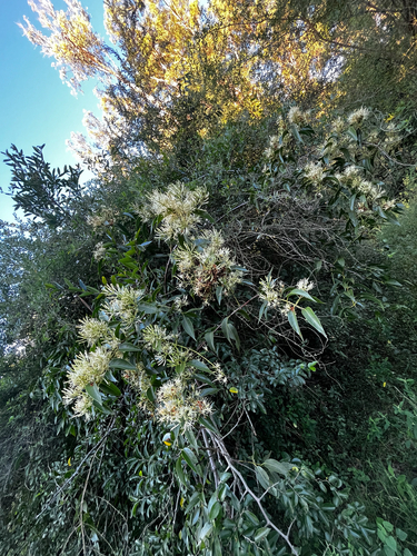 Tripodanthus acutifolius, photograph 4