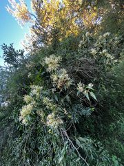 (c) Catriona Hays Howson, some rights reserved (CC BY) Tripodanthus acutifolius, photograph (c) Catriona Hays Howson, some rights reserved (CC BY)