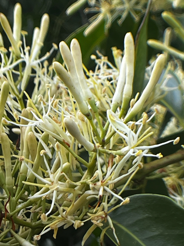 Tripodanthus acutifolius, photograph 3
