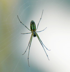 Leucauge celebesiana