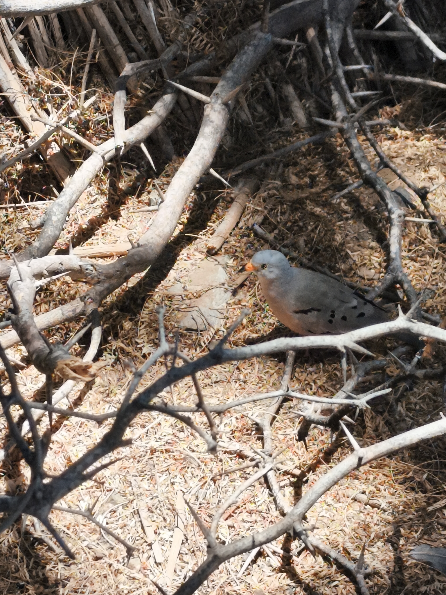 Croaking Ground Dove (Columbina cruziana), photo 6