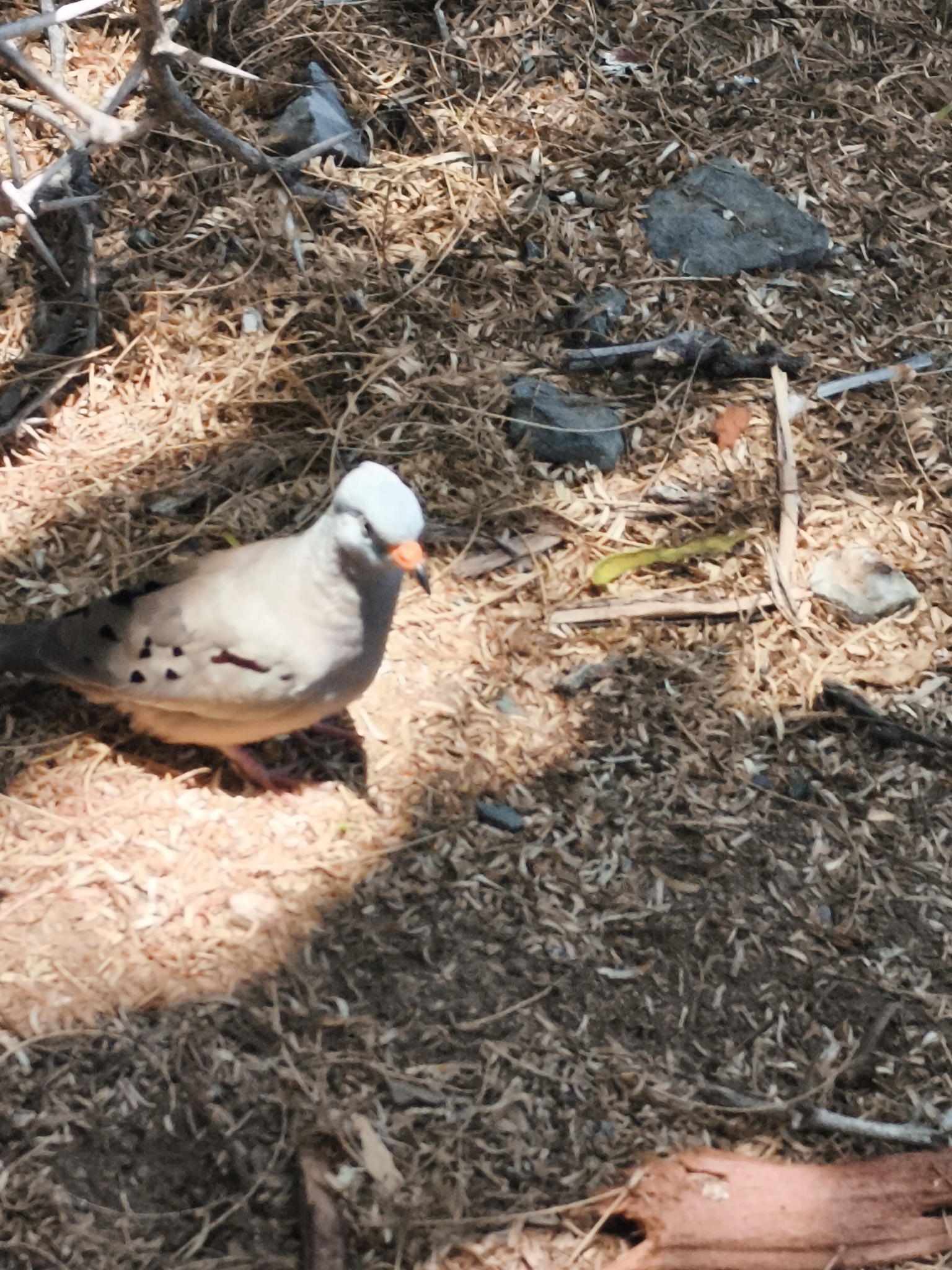 Croaking Ground Dove (Columbina cruziana), photo 7
