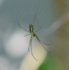 Leucauge celebesiana
