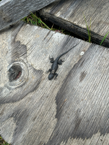 iNaturalist observation photo of Western Fence Lizard