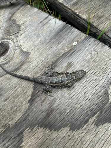 iNaturalist observation photo of Western Fence Lizard