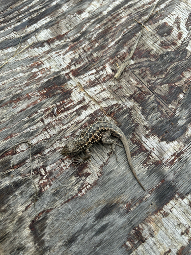 iNaturalist observation photo of Western Side-blotched Lizard
