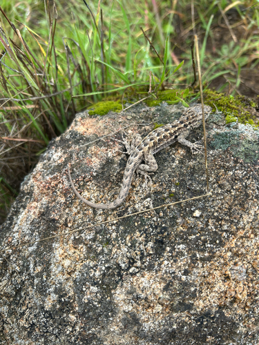iNaturalist observation photo of Western Side-blotched Lizard