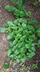 Arisarum