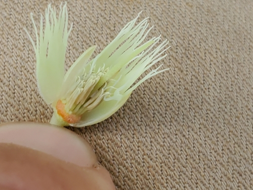 Elaeocarpus angustifolius