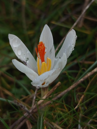 Crocus fleischeri, photograph 6