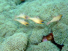 Fimbriaphyllia ancora
