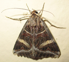 Cerocala vermiculosa