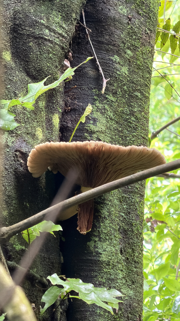 Cyclocybe parasitica · January 2026 · photo: © pluckytree (iNaturalist, cc-by)