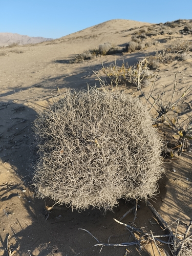 Chilean Mesquite (Tillandsia landbeckii)