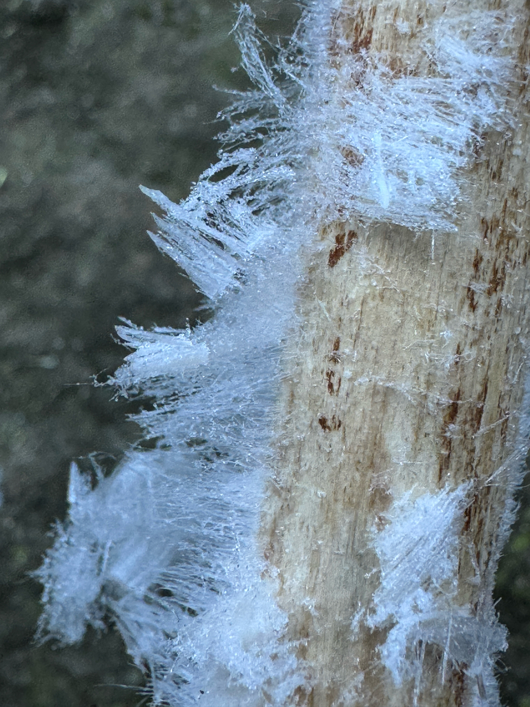 Exidiopsis effusa · January 2026 · photo: © marsupialsoup (iNaturalist, cc-by)