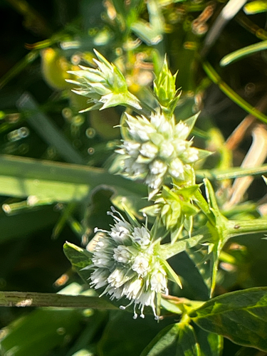 Eryngium nudicaule, photograph 4
