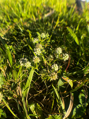 (c) Catriona Hays Howson, some rights reserved (CC BY) Eryngium nudicaule, photograph (c) Catriona Hays Howson, some rights reserved (CC BY)