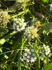 (c) Catriona Hays Howson, some rights reserved (CC BY) Eryngium nudicaule, photograph (c) Catriona Hays Howson, some rights reserved (CC BY)