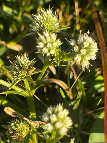 Eryngium nudicaule, photograph 2