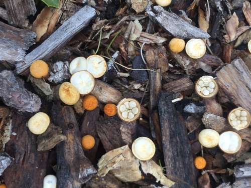iNaturalist observation photo of bird's nest fungi