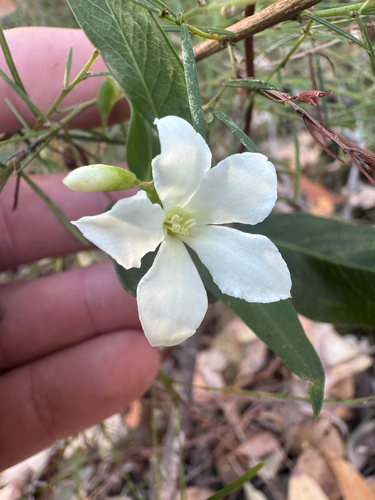 White-Flowered Billardiera (Billardiera floribunda)