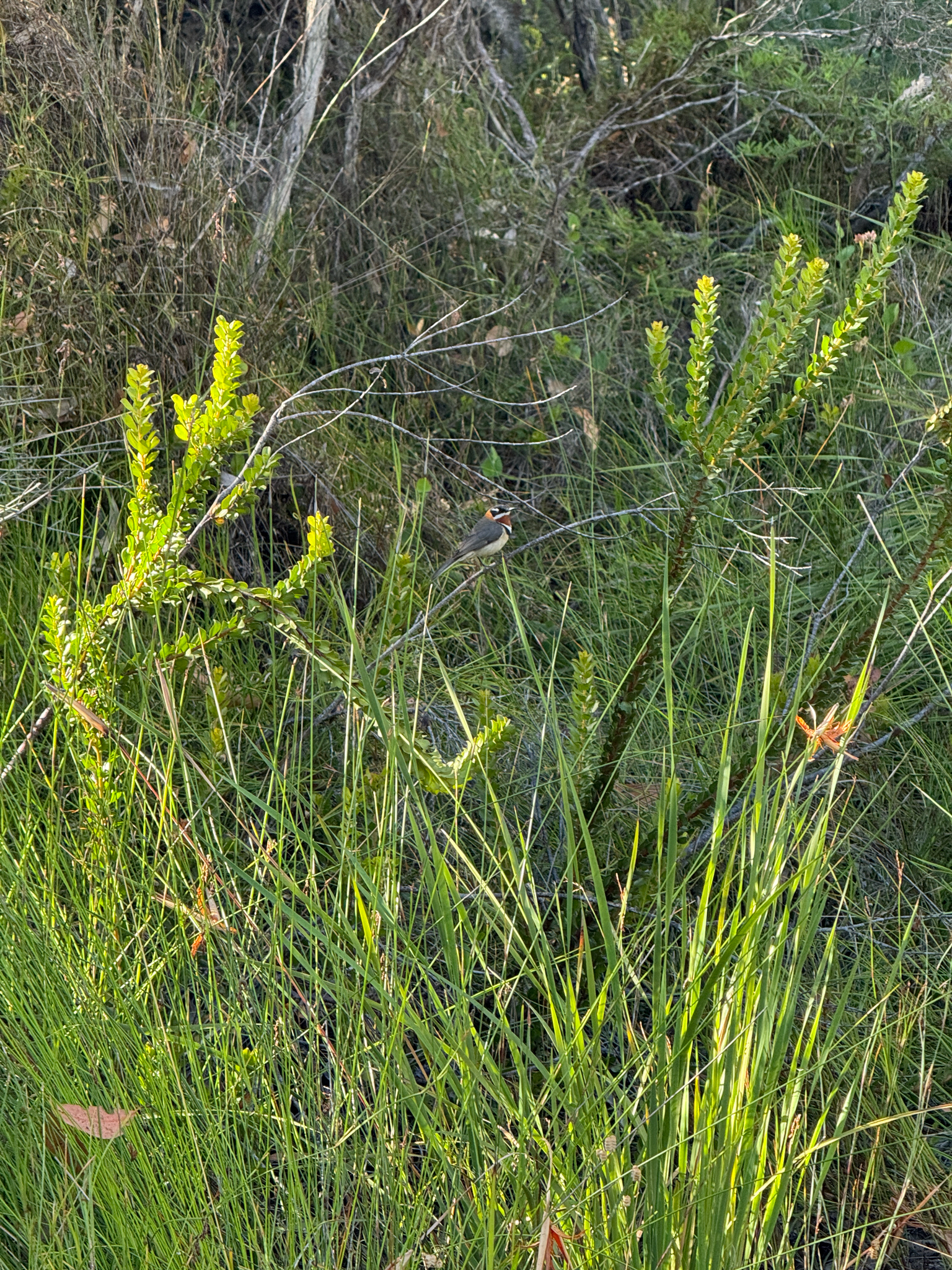 Western Spinebill (Acanthorhynchus superciliosus), photo 4